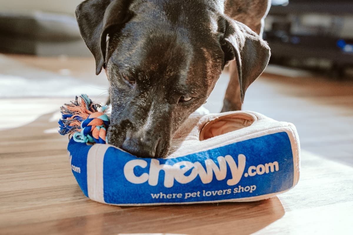 Pensioni & Asili per Animali